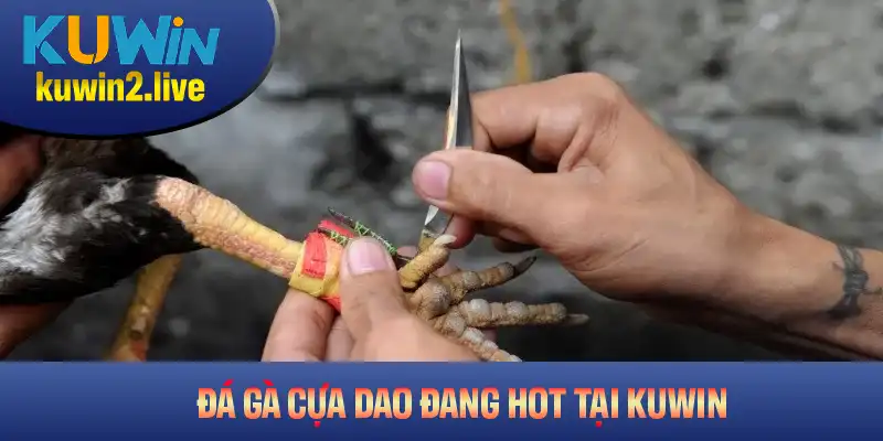 Tìm Hiểu Tổng Quan Về Đá Gà Cựa Dao Đang Hot Tại KUWIN