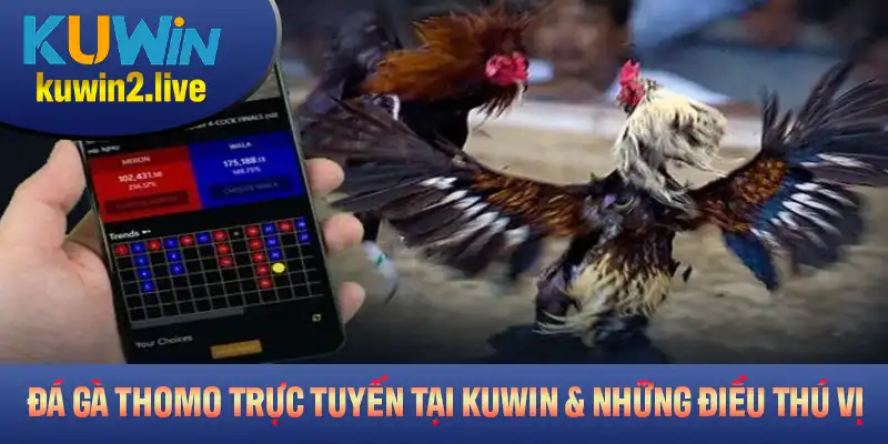 Đá Gà Thomo Trực Tuyến Tại Kuwin Và Những Điều Thú Vị