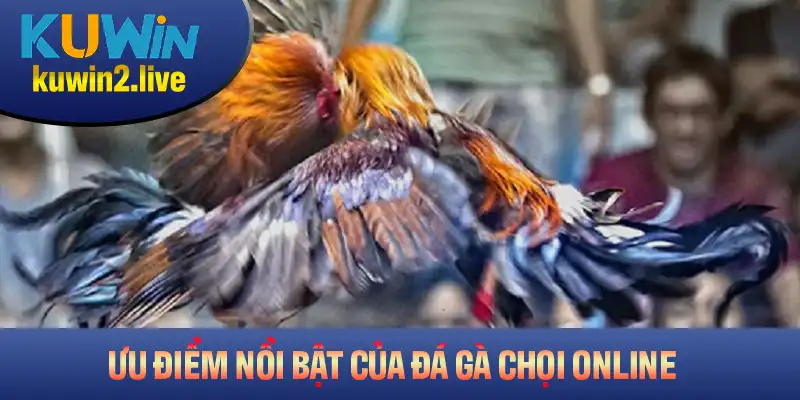 Khám phá các ưu điểm nổi bật của đá gà chọi online