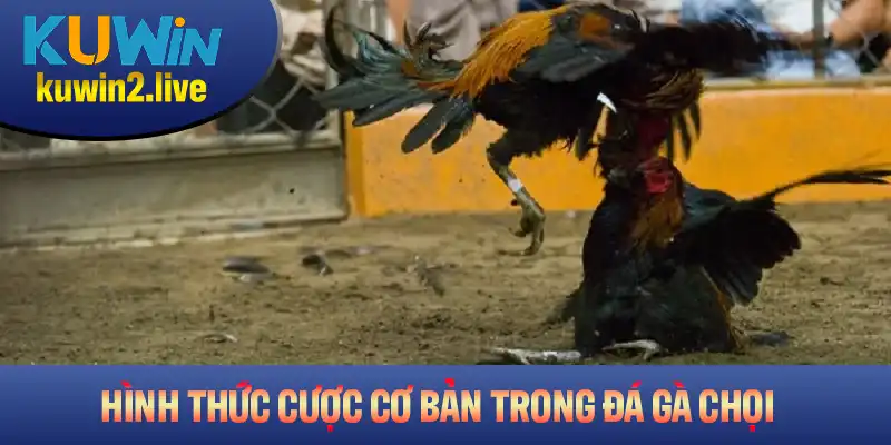 Các hình thức cược cơ bản có trong đá gà chọi