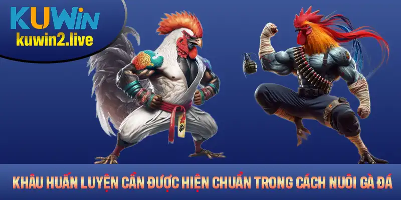 Khâu huấn luyện cần được thực hiện chuẩn trong cách nuôi gà đá