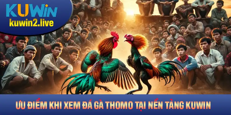 Những ưu điểm khi xem đá gà Thomo tại nền tảng Kuwin